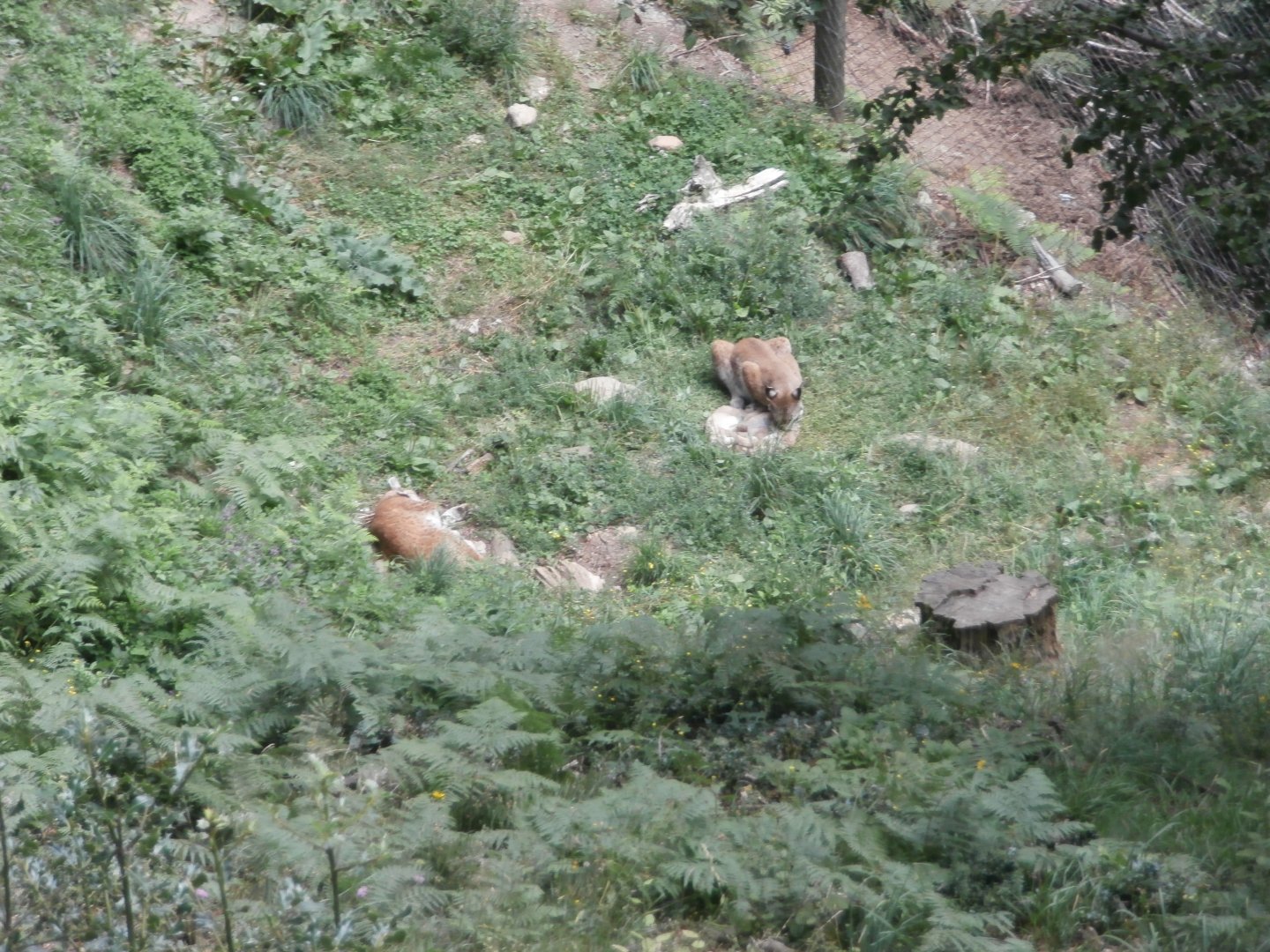 Northen lynx- Lacuniacha