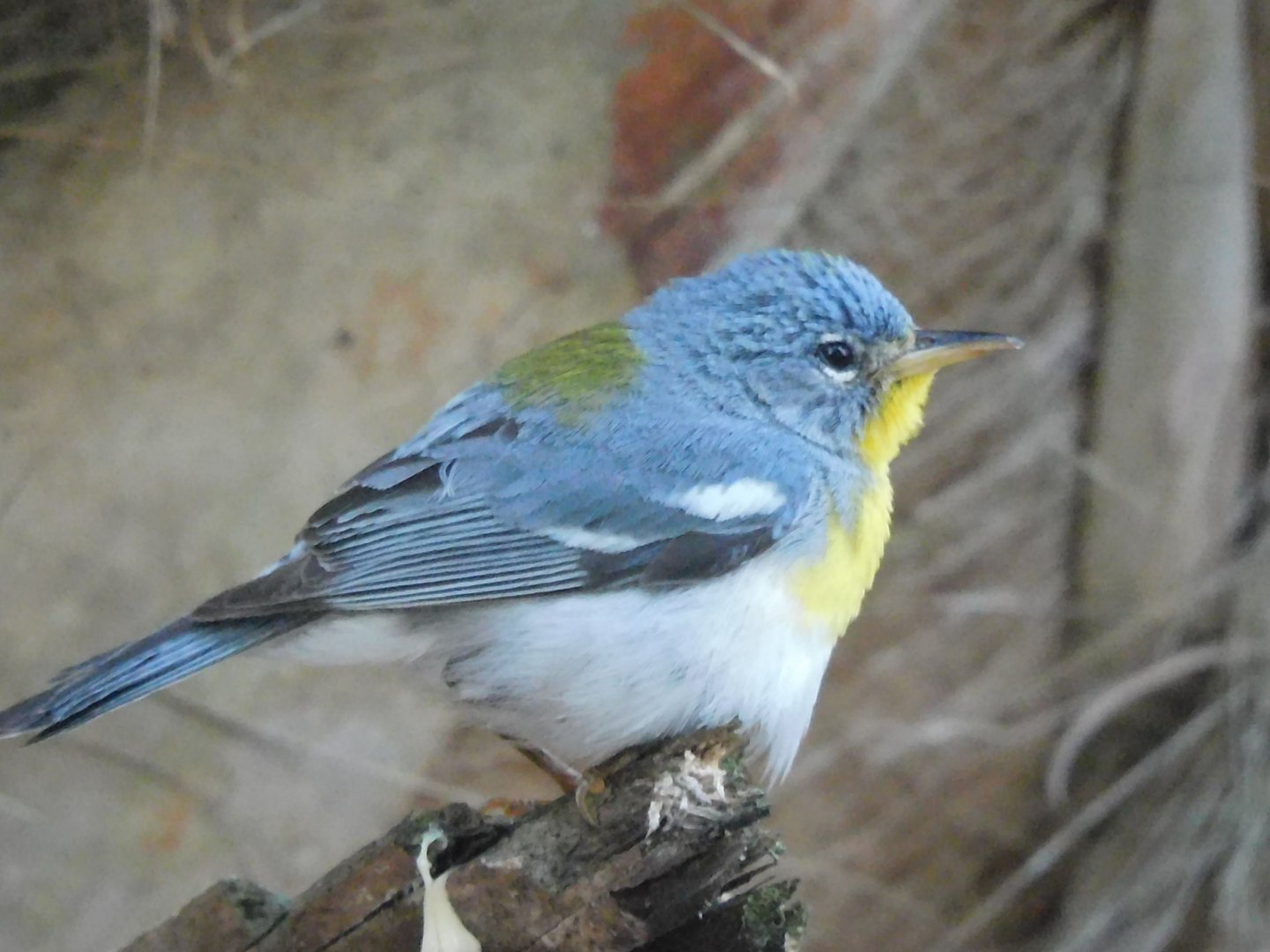 Northen parula