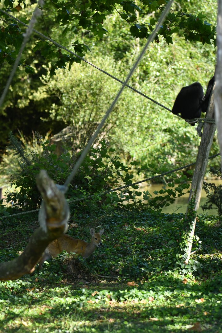 Northen white-cheeked gibbon (Nomascus leucogenys) and Chinese water deer (Hydropotes inermis) visiting their island