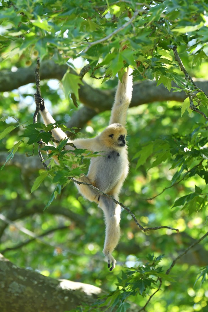 Northen white-cheeked gibbon (Nomascus leucogenys)