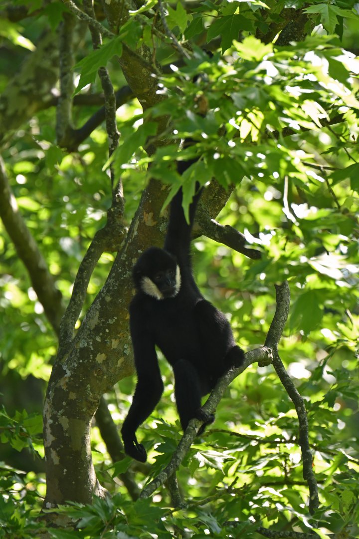 Northen white-cheeked gibbon (Nomascus leucogenys)