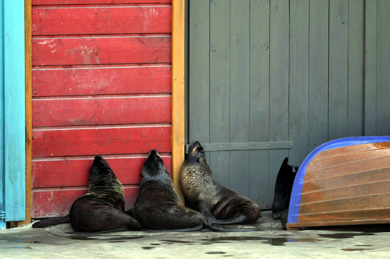 Norther furseals at Hannovers Yukon Bay.