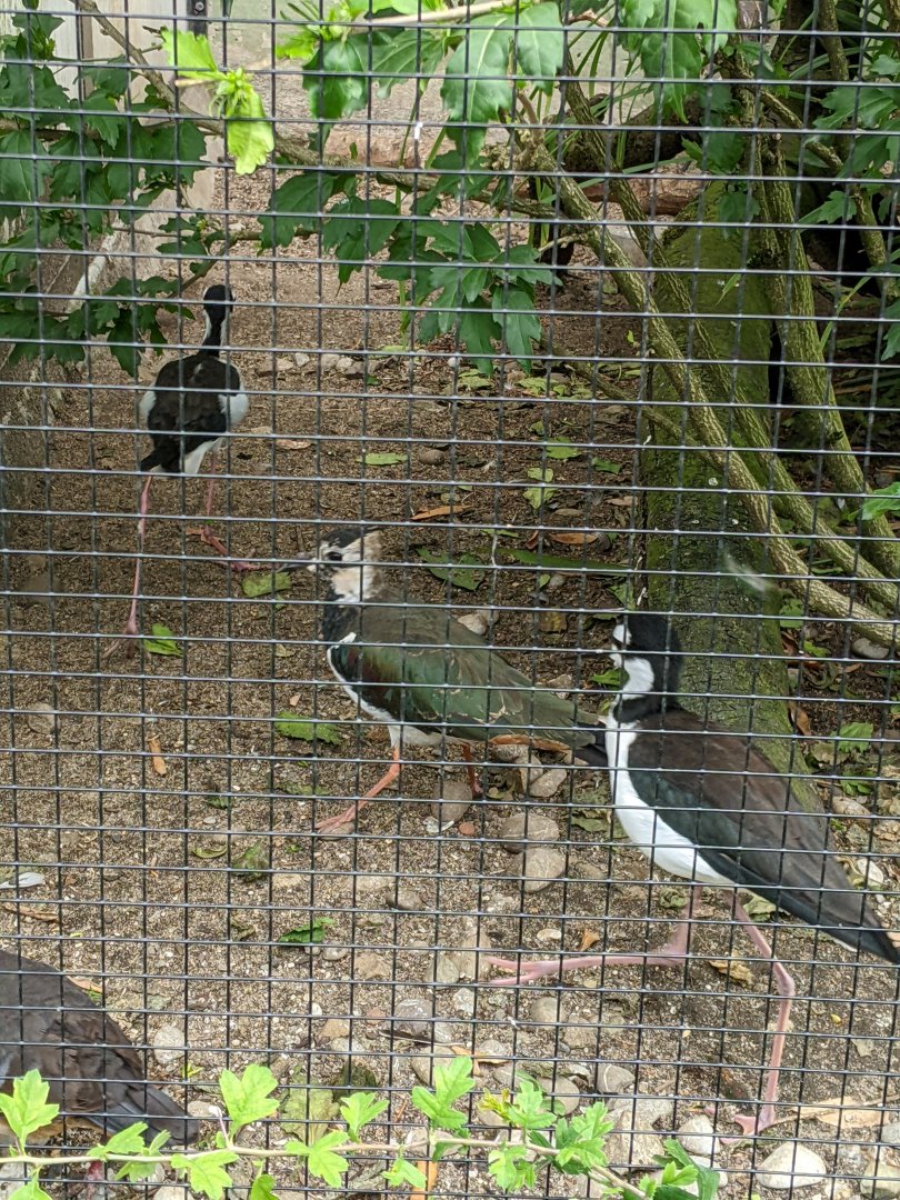 Norther Lapwing & Black-Necked Stilts