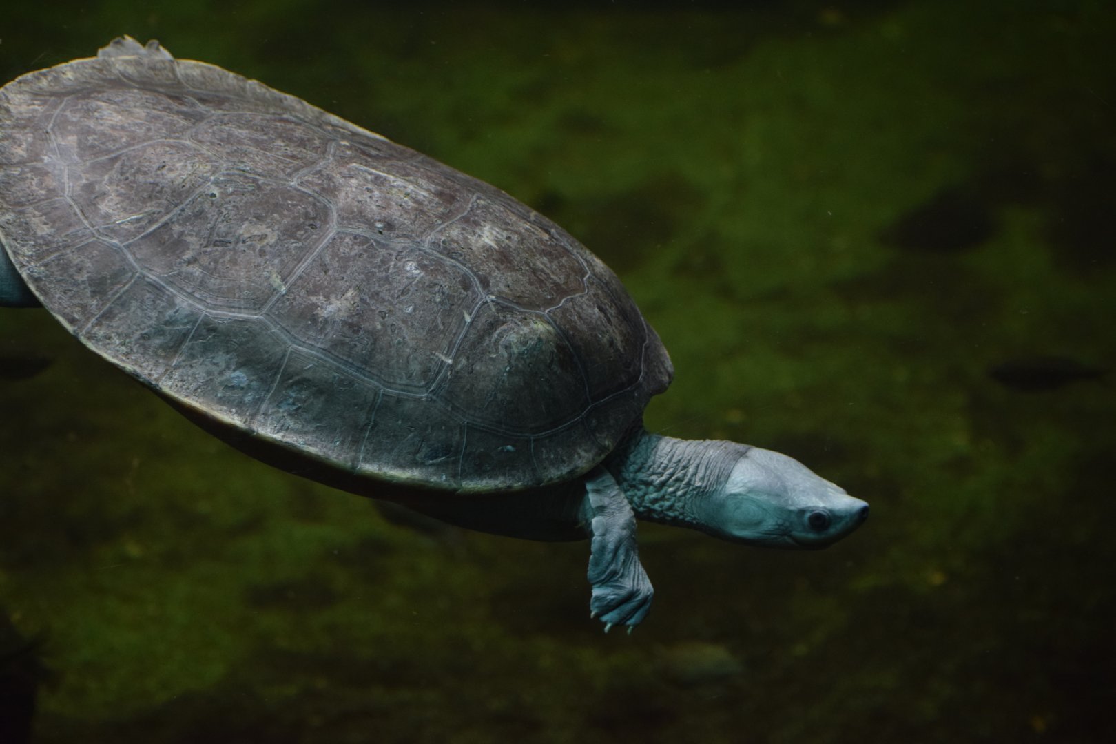 Norther river terrapin