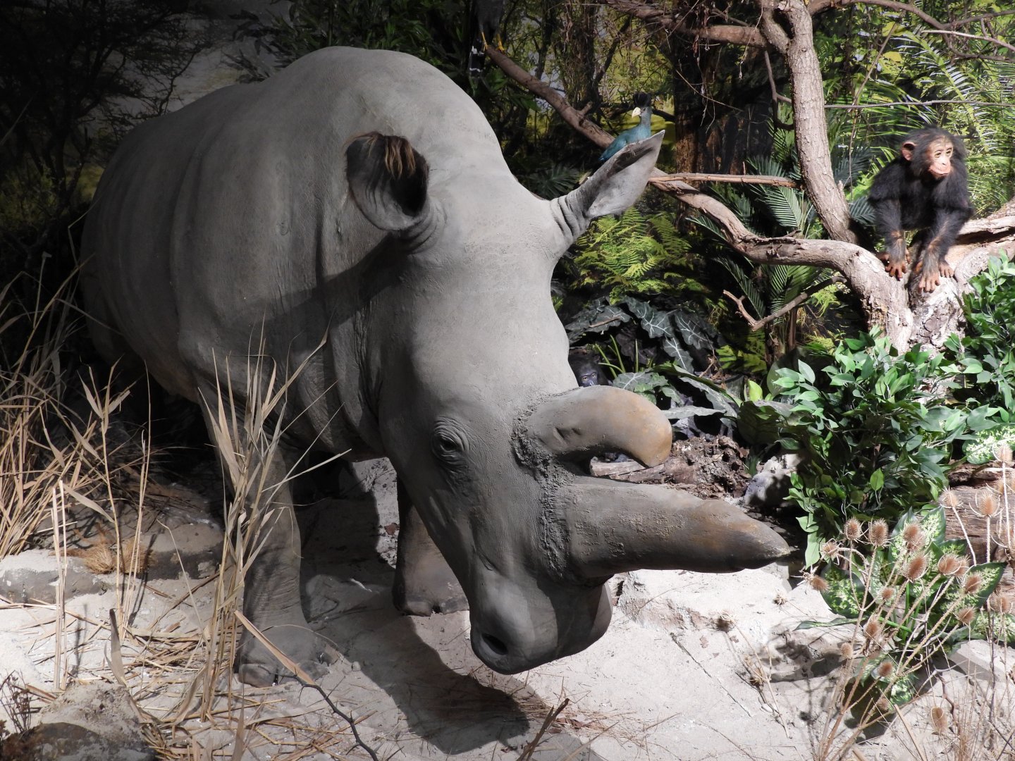Norther withe rhino "Nabire" at the museum (Biodiversity exhibition)