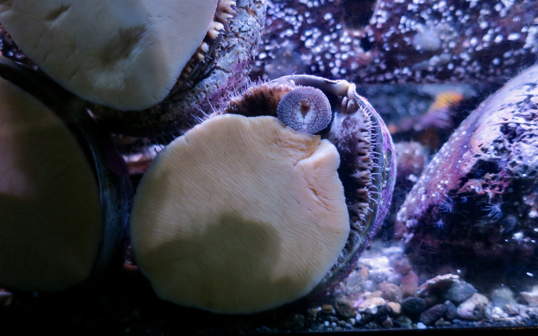 Northern Abalone (Haliotis kamtschatkana)