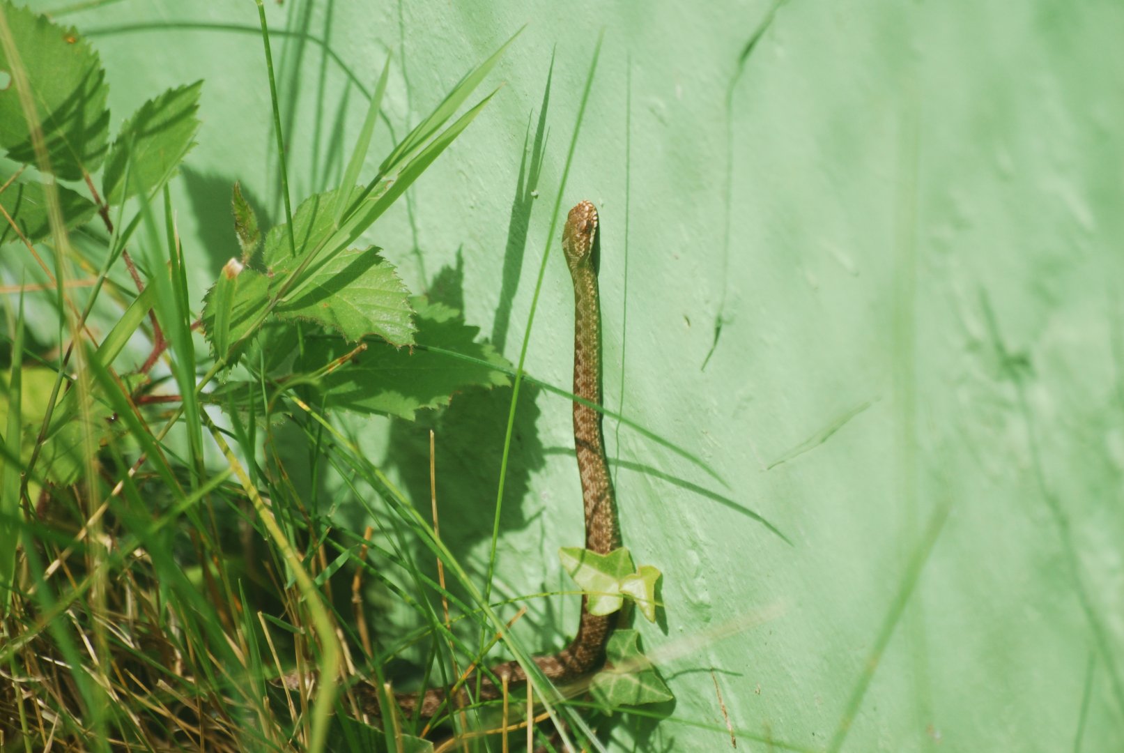 Northern adder juvenile