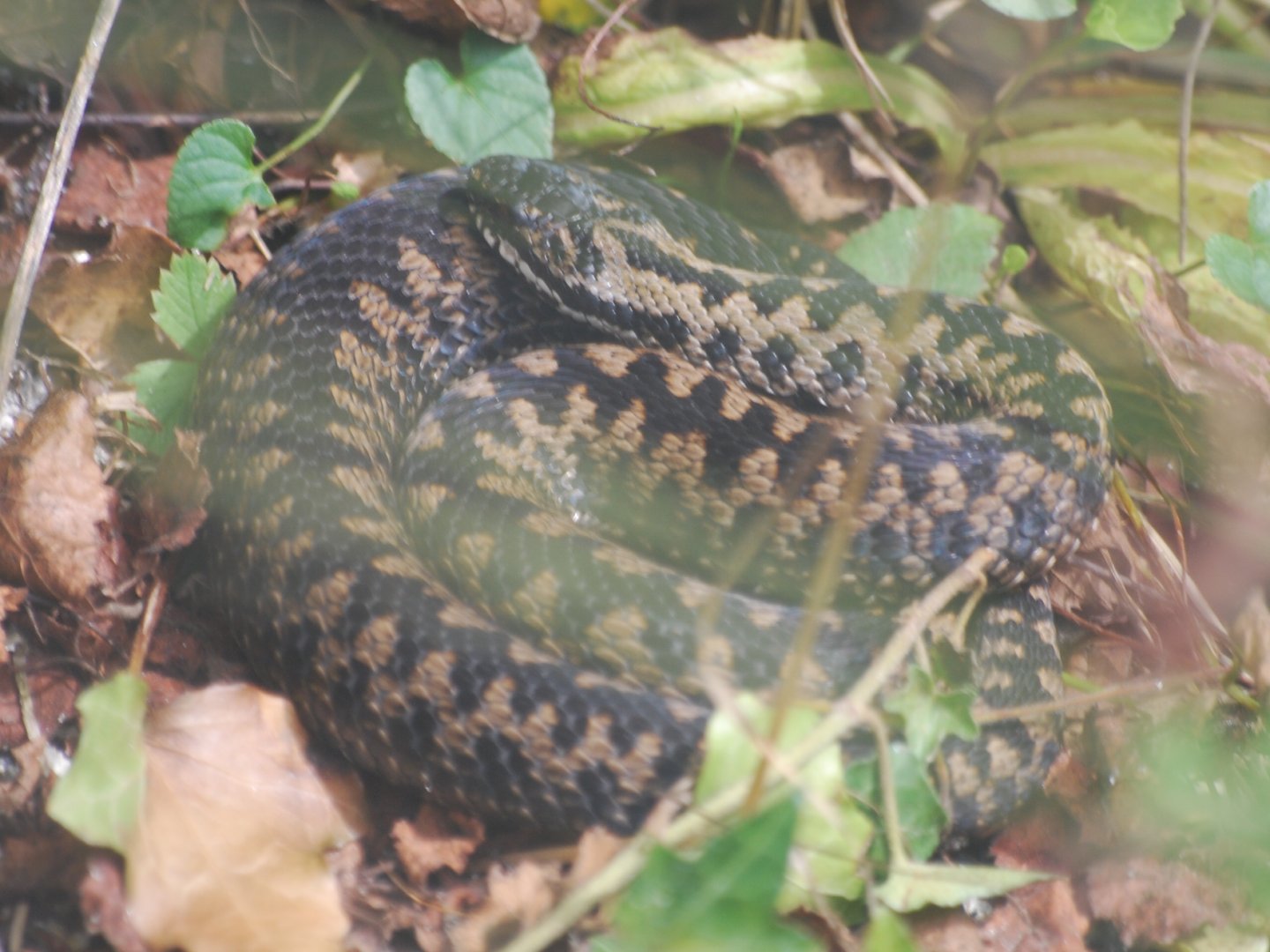 Northern adder