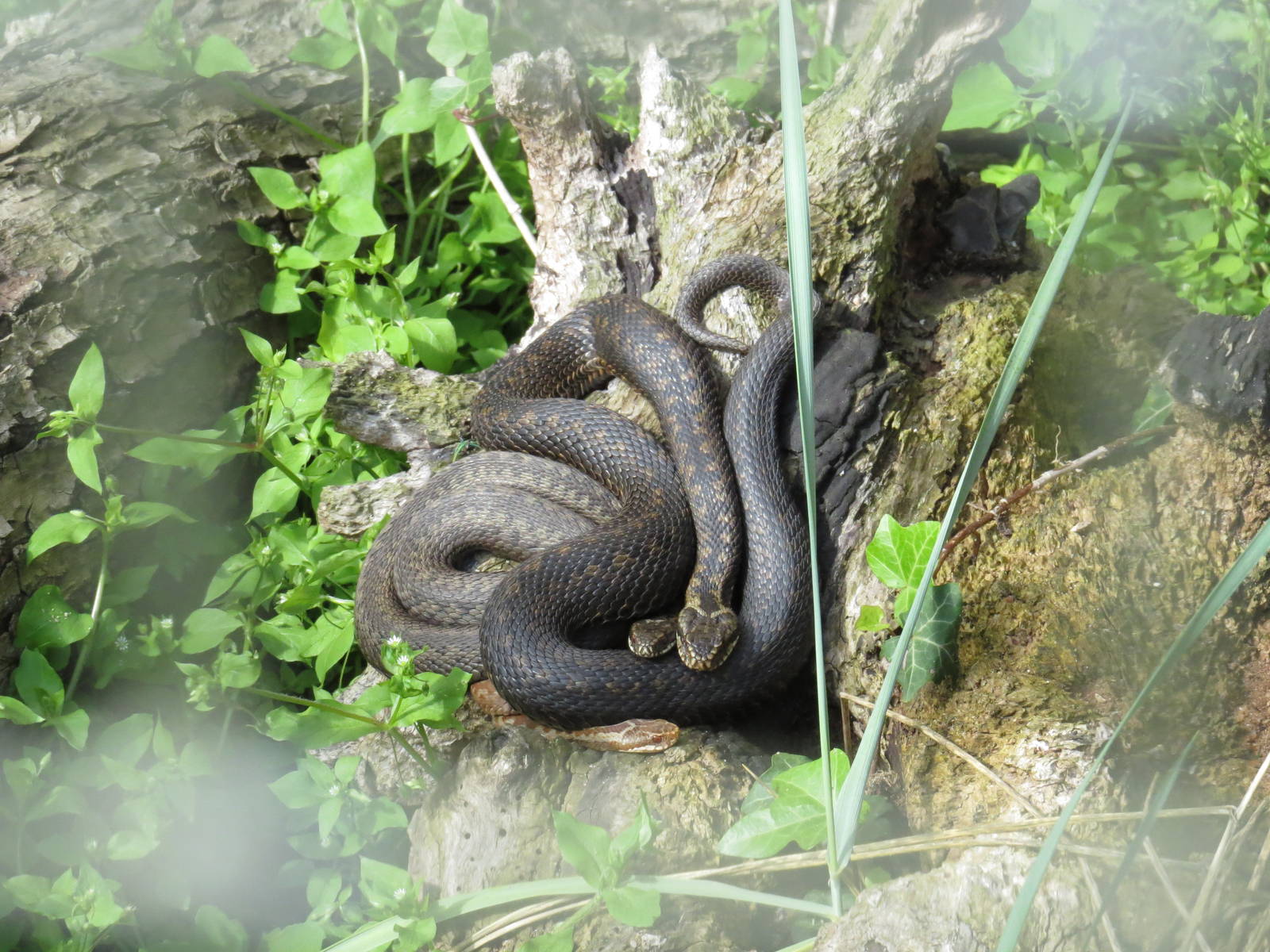 Northern adders, June 2015