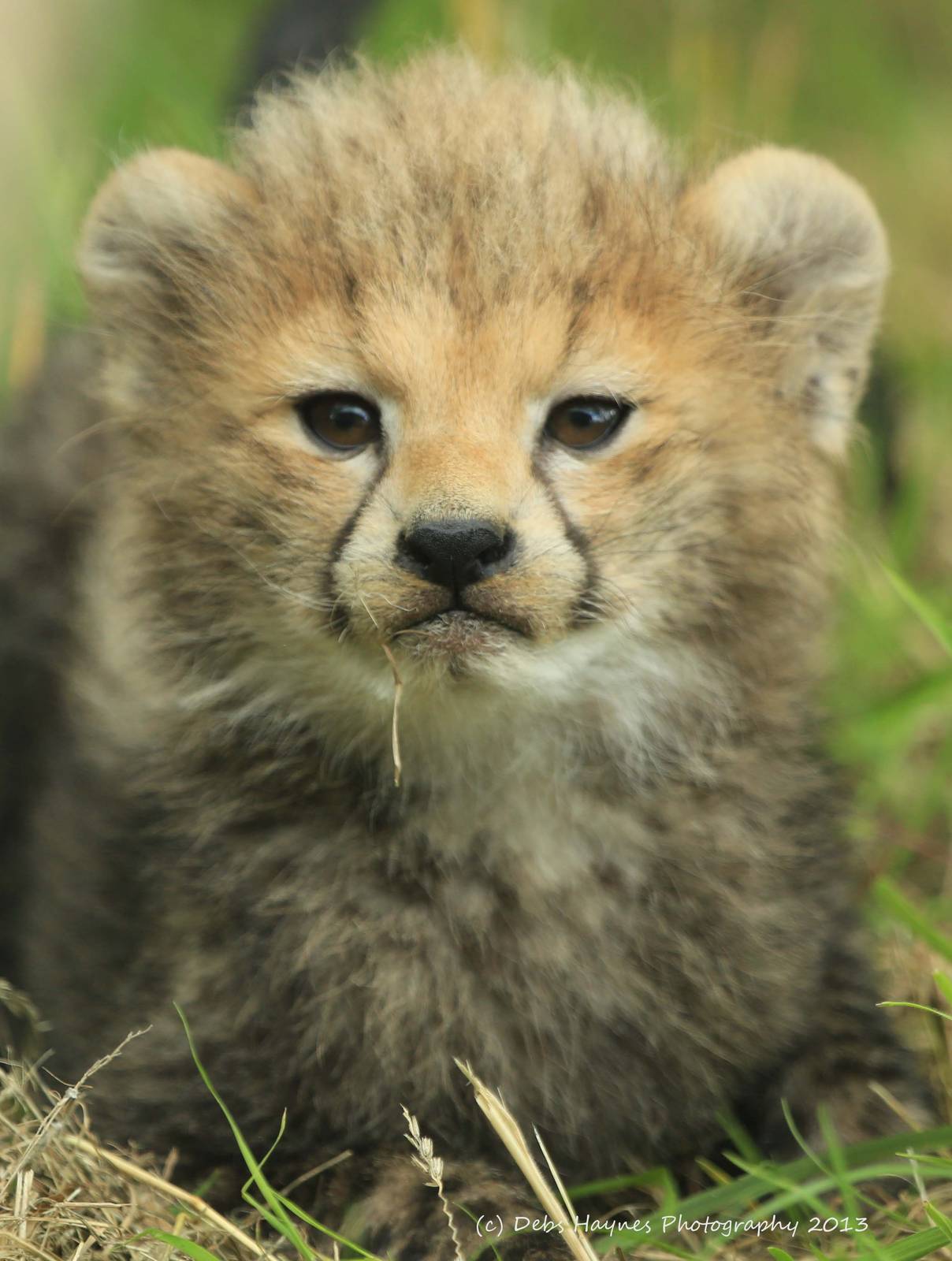 Northern African Cheetah Cub 2nd August 2013