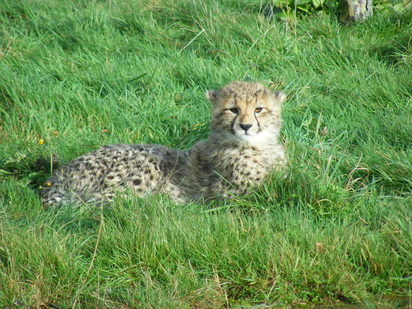 Northern African cheetah cub at Whipsnade Zoo, 11 November 2010