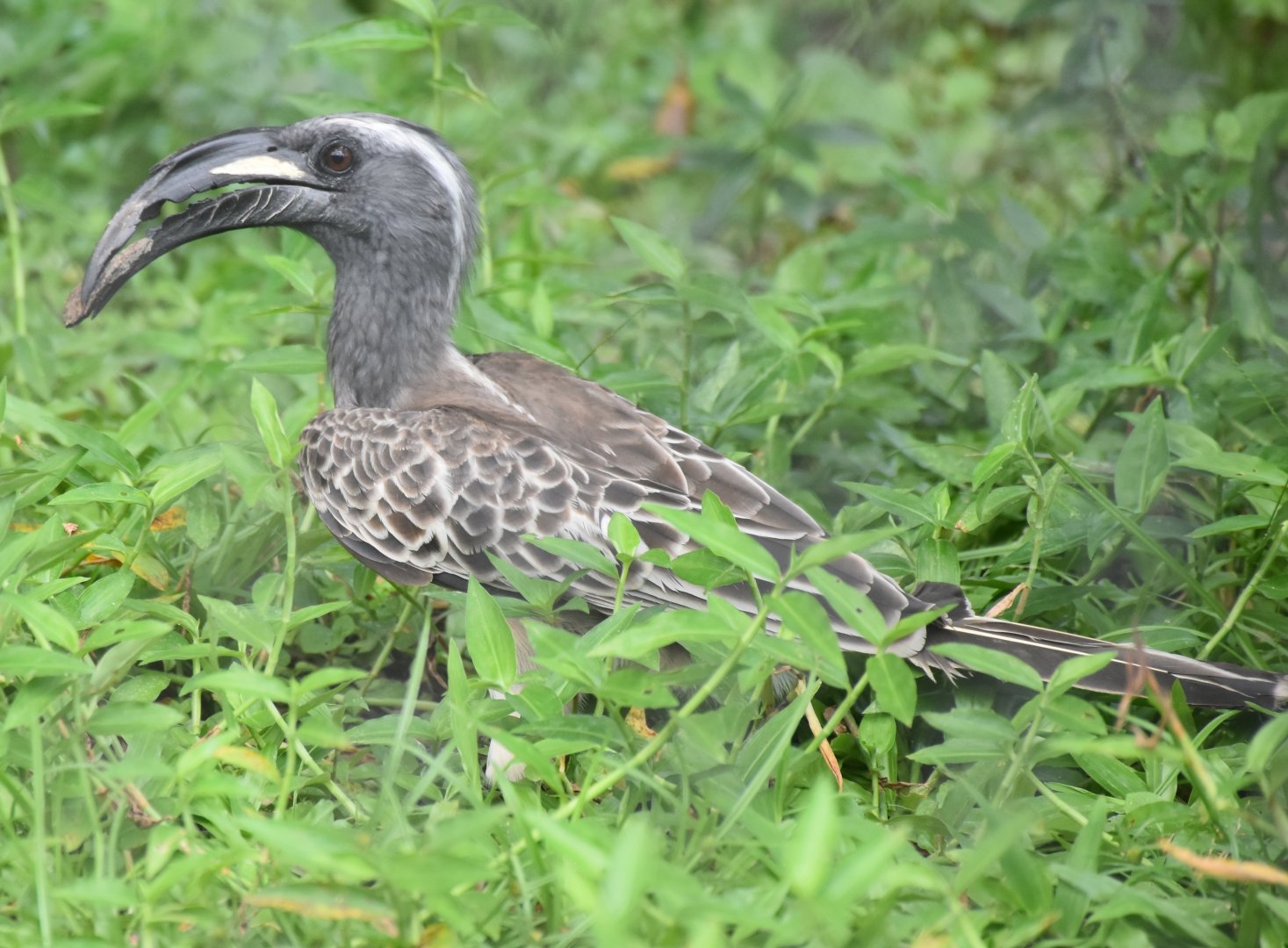 Northern African Grey Hornbill (Lophoceros nasutus nasutus)