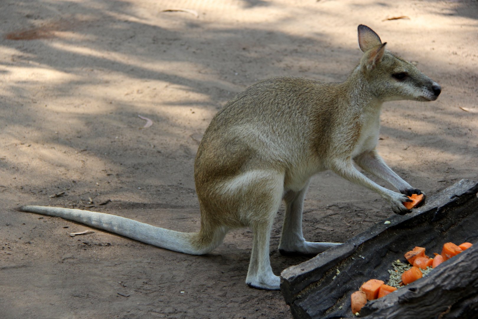 Northern agile wallaby (Macropus agilis agilis)
