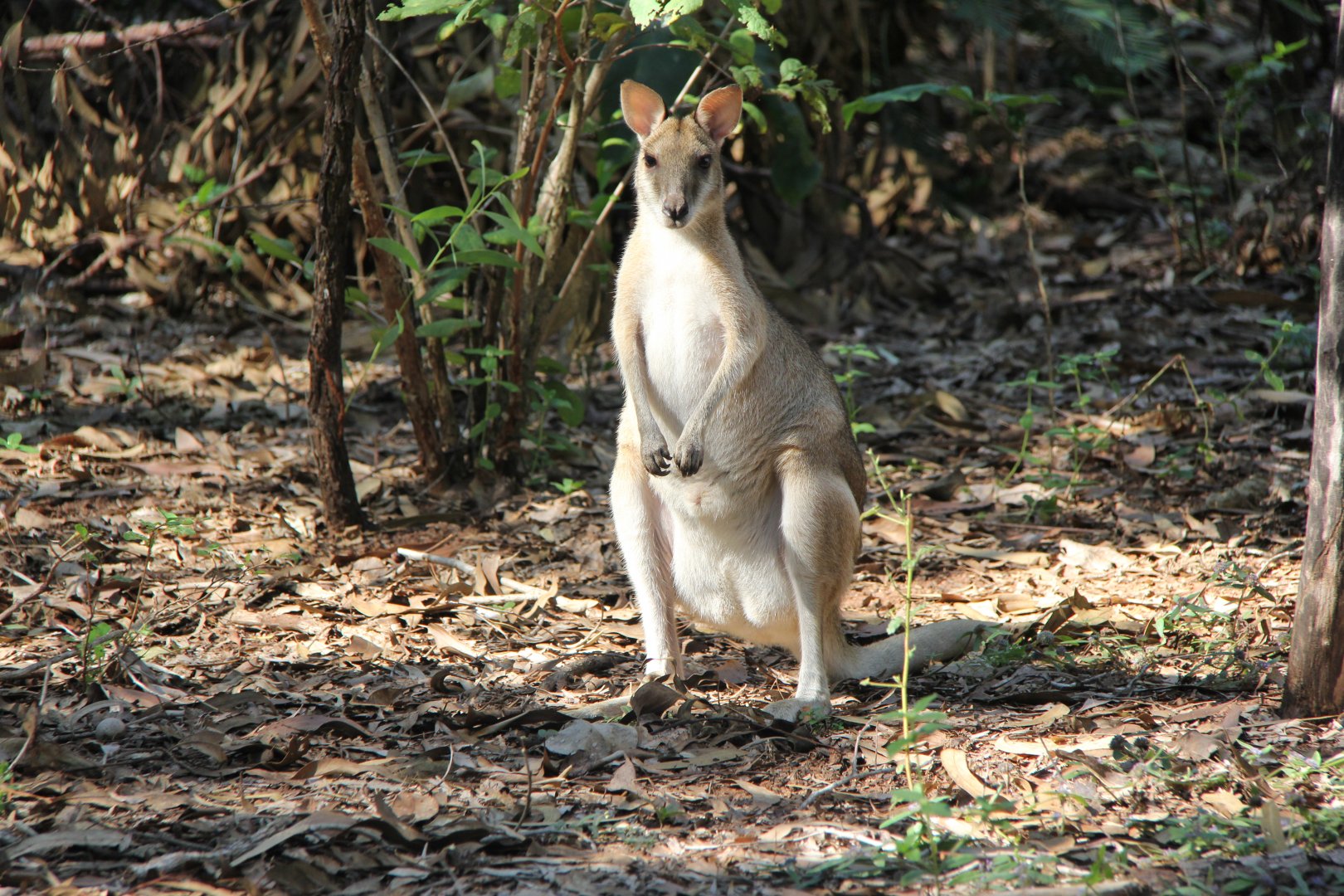 Northern agile wallaby (Macropus agilis agilis)