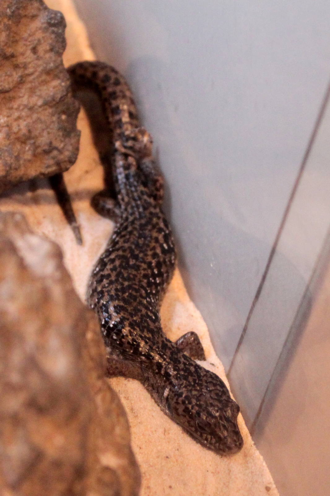 Northern Alligator Lizard