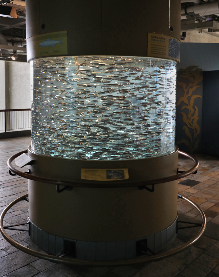 northern anchovie tank