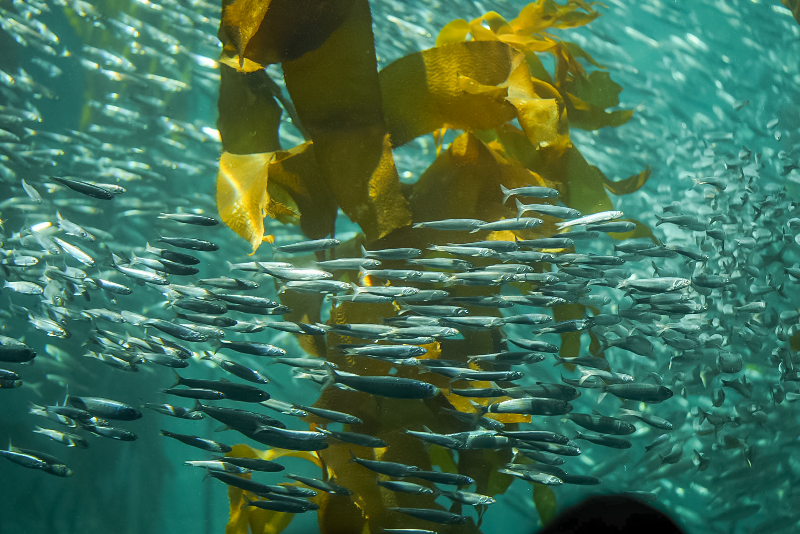 Northern Anchovies in the Kelp Forest