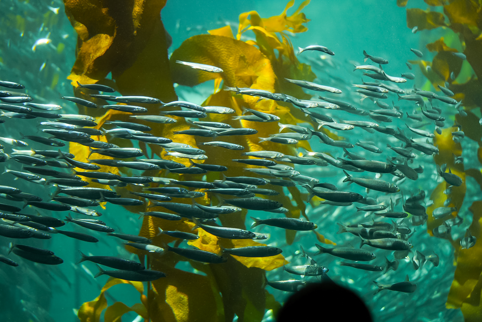 Northern Anchovies in the Kelp Forest