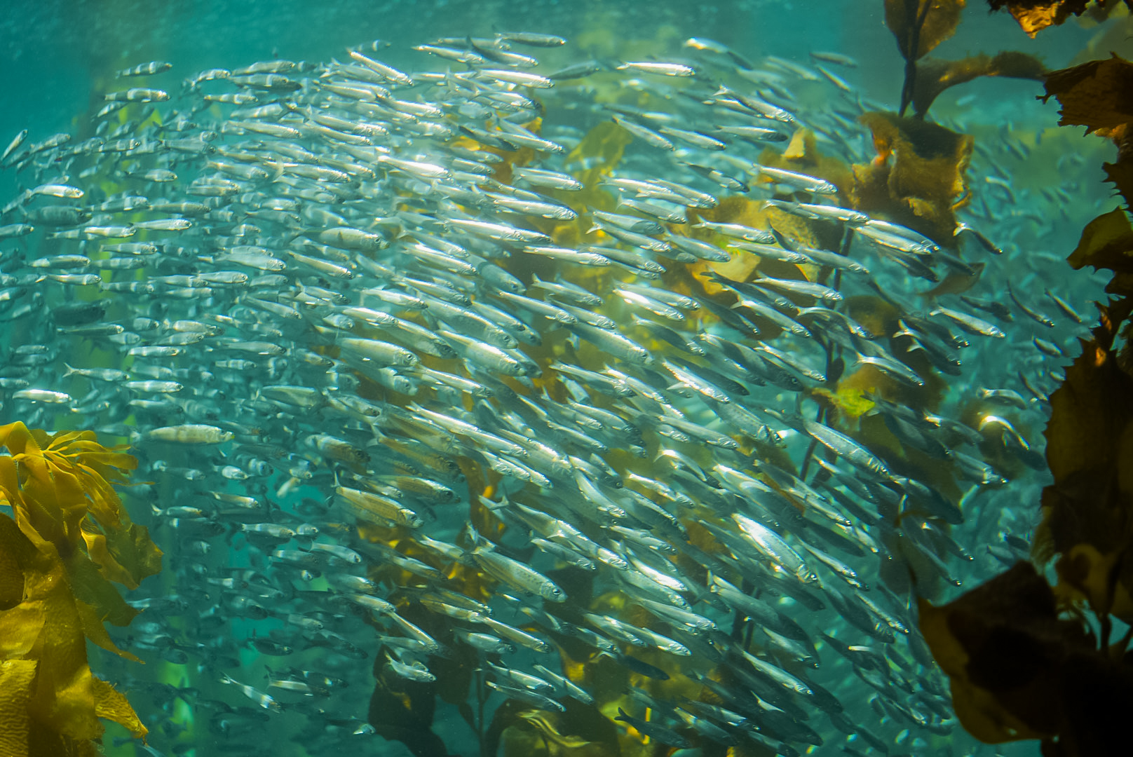 Northern Anchovies in the Kelp Forest