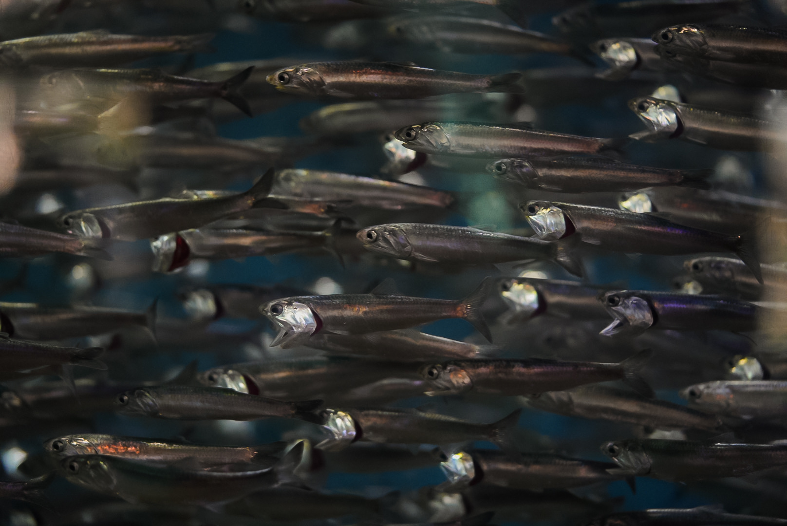 Northern Anchovies