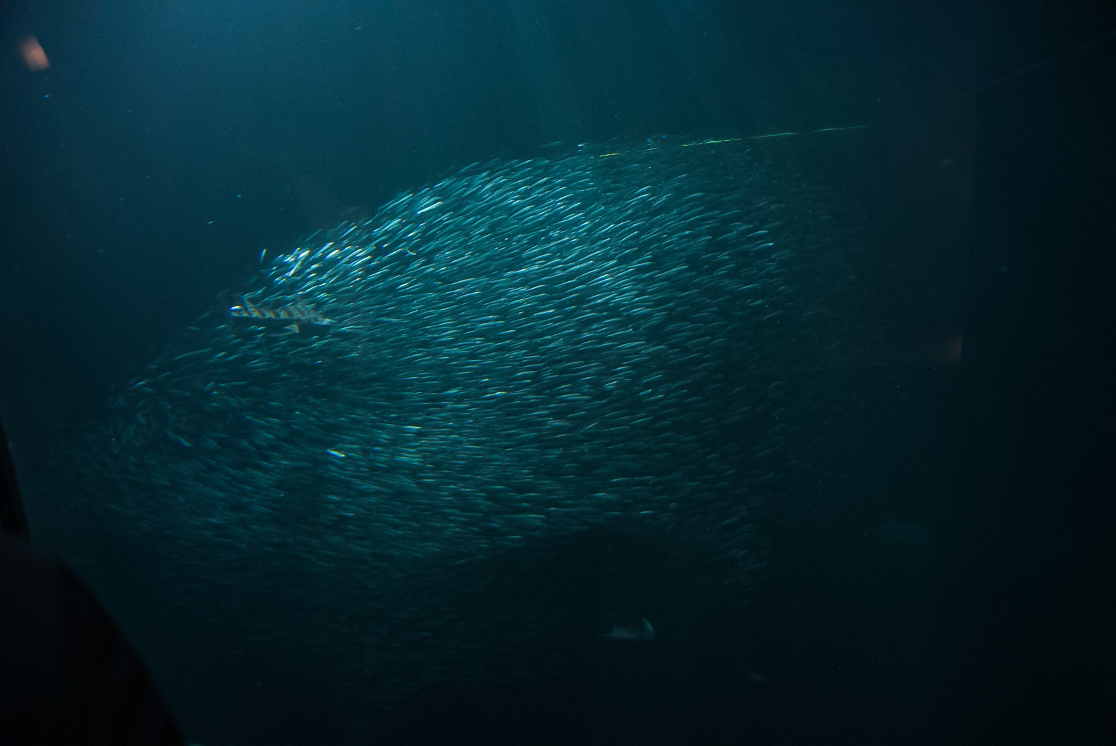 Northern Anchovy Bait Ball