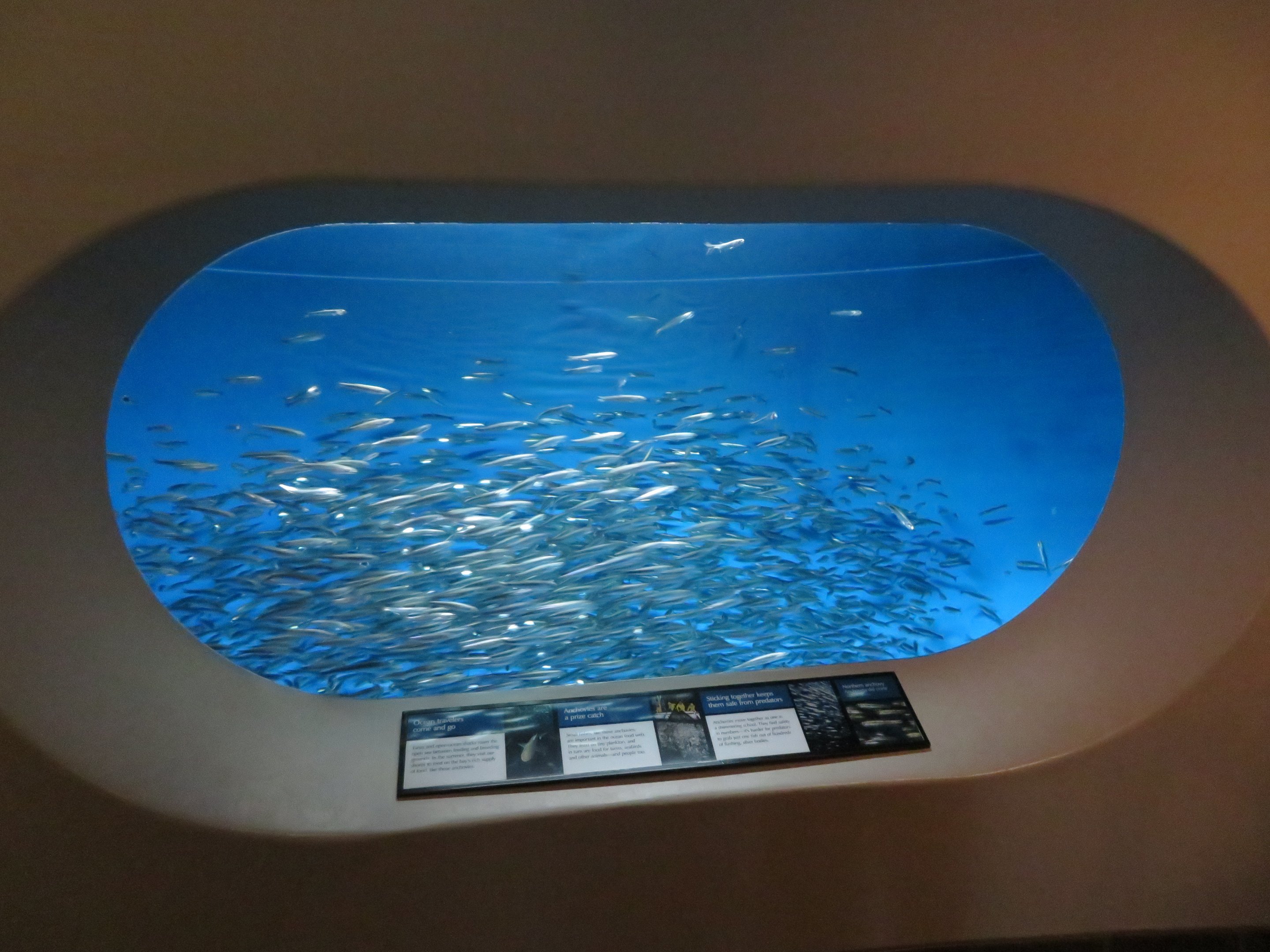 Northern Anchovy Display