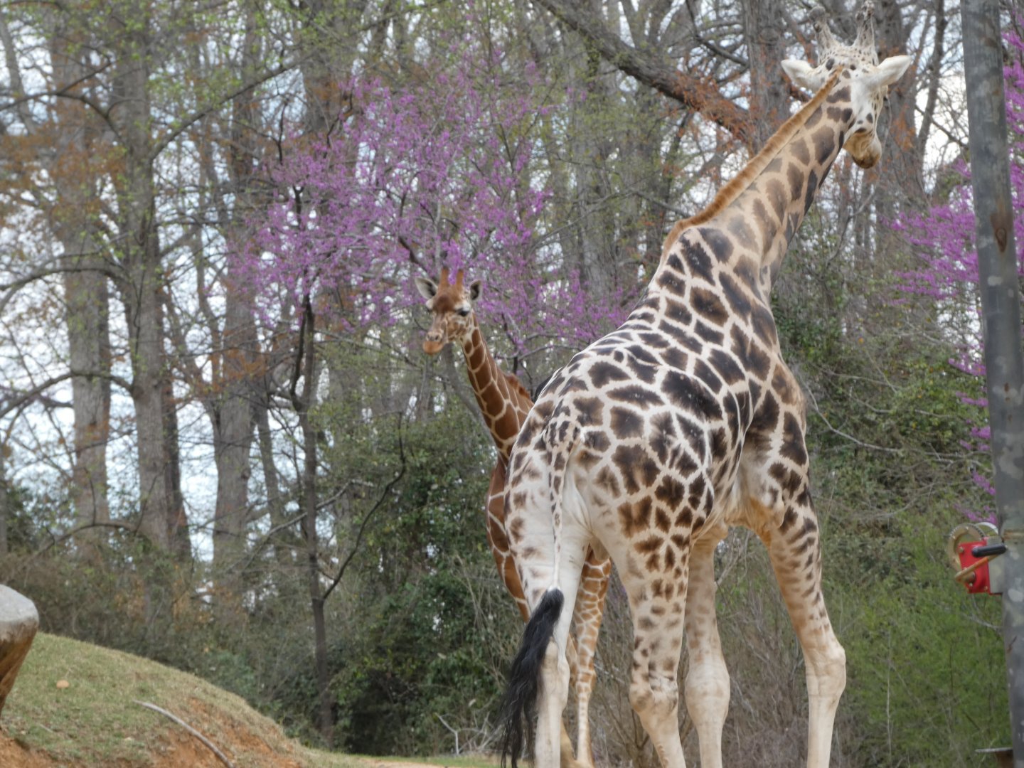 Northern and Reticulated Giraffes at the North Carolina Zoo