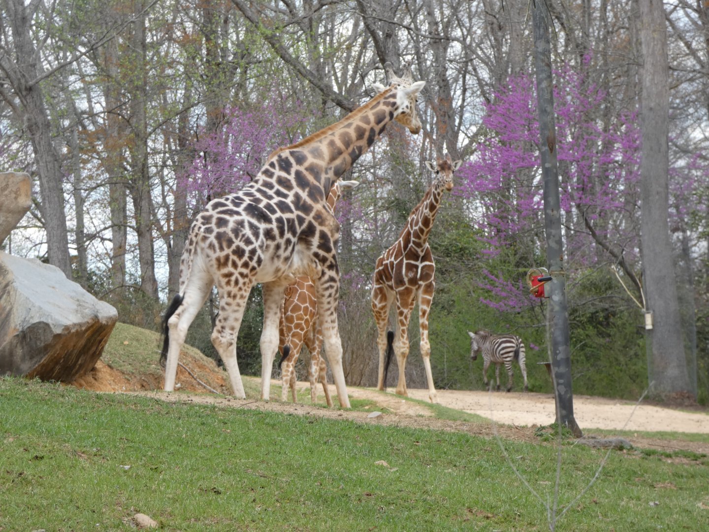 Northern and Reticulated Giraffes + Plains Zebra at the North Carolina Zoo