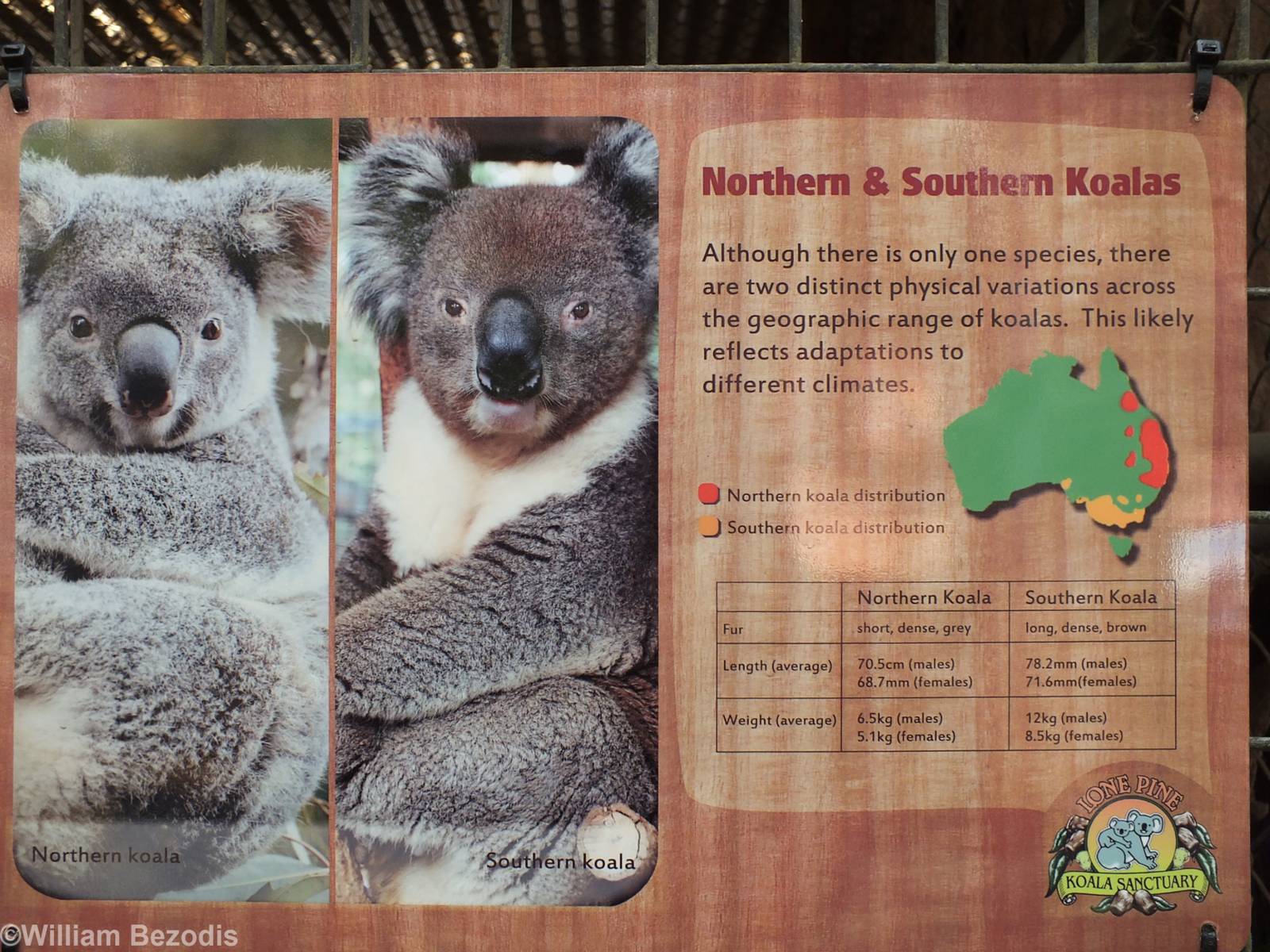 Northern and Southern Koala Sign