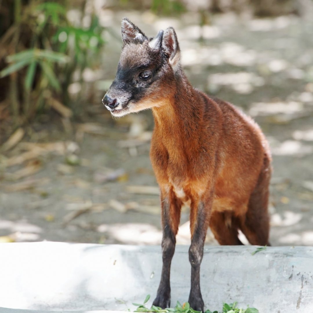 Northern Andean Red Brocket