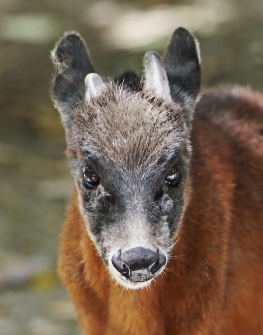 Northern Andean Red Brocket