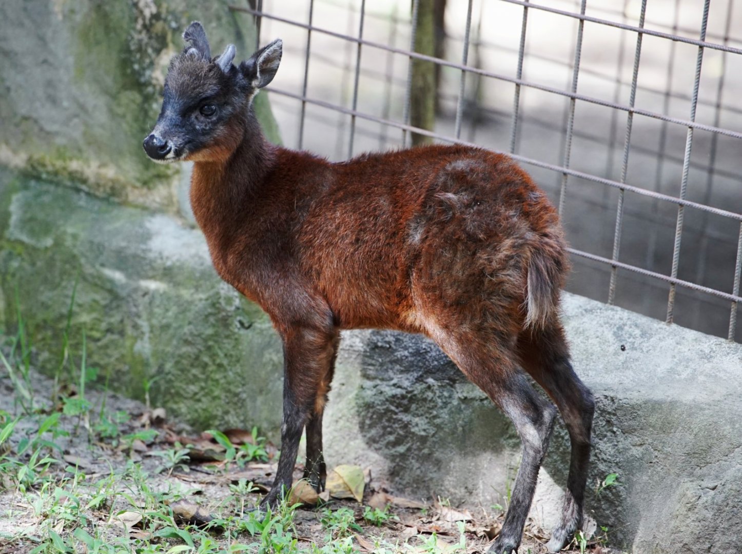 Northern Andean Red Brocket