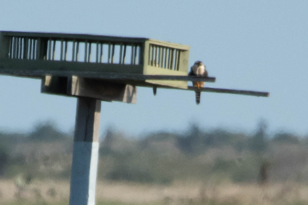 Northern Aplomado Falcon (Falco femoralis septentrionalis)