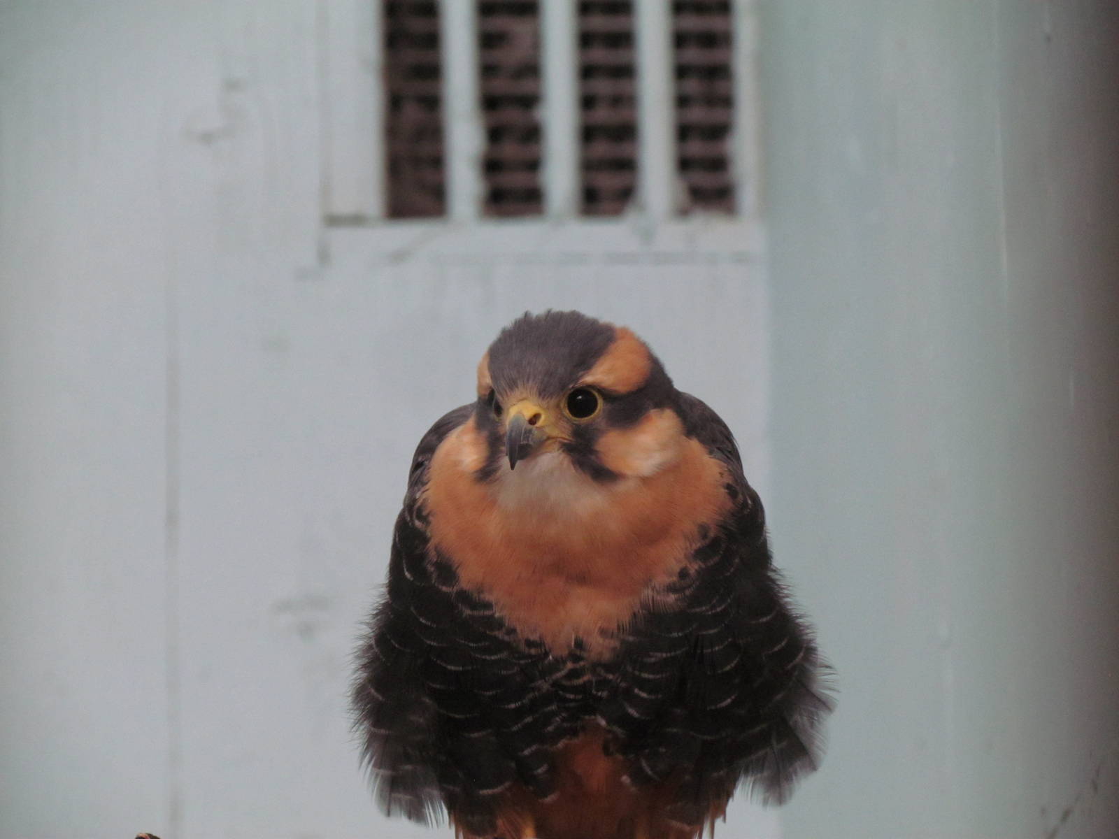 Northern Aplomado Falcon