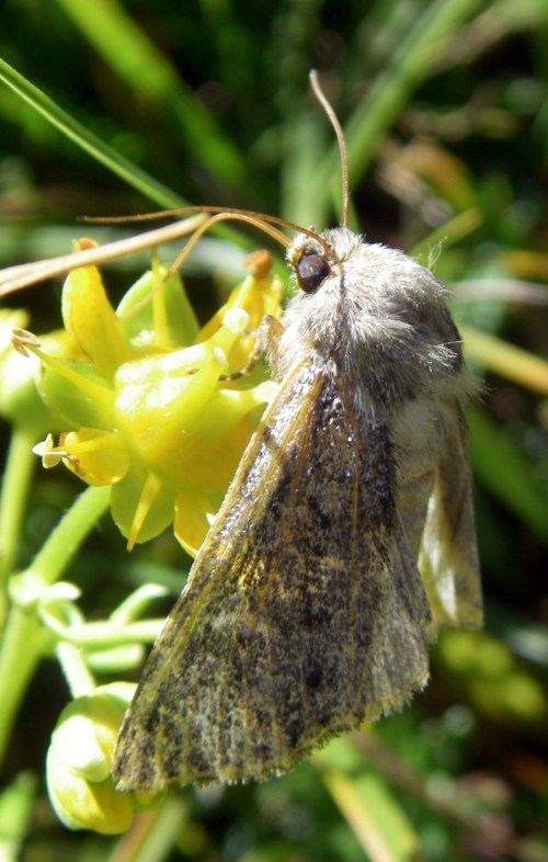 Northern Arches (Apamea zeta)
