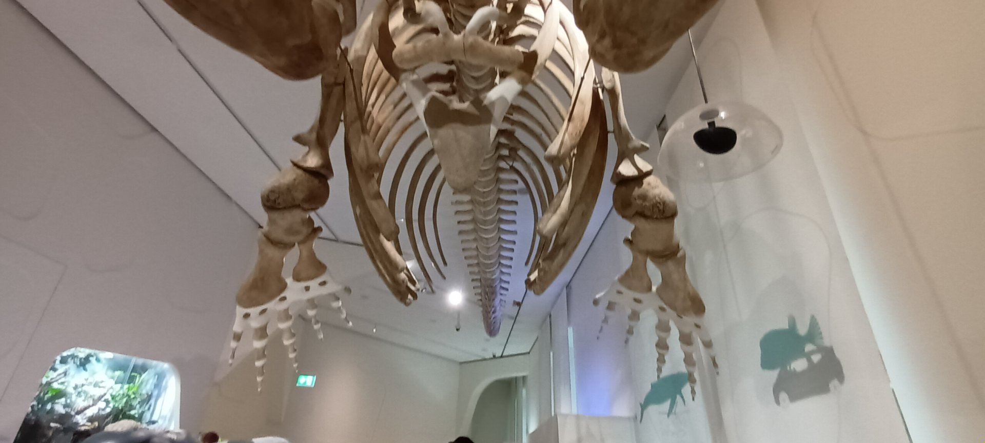 Northern atlantic right Whale skeleton and general View