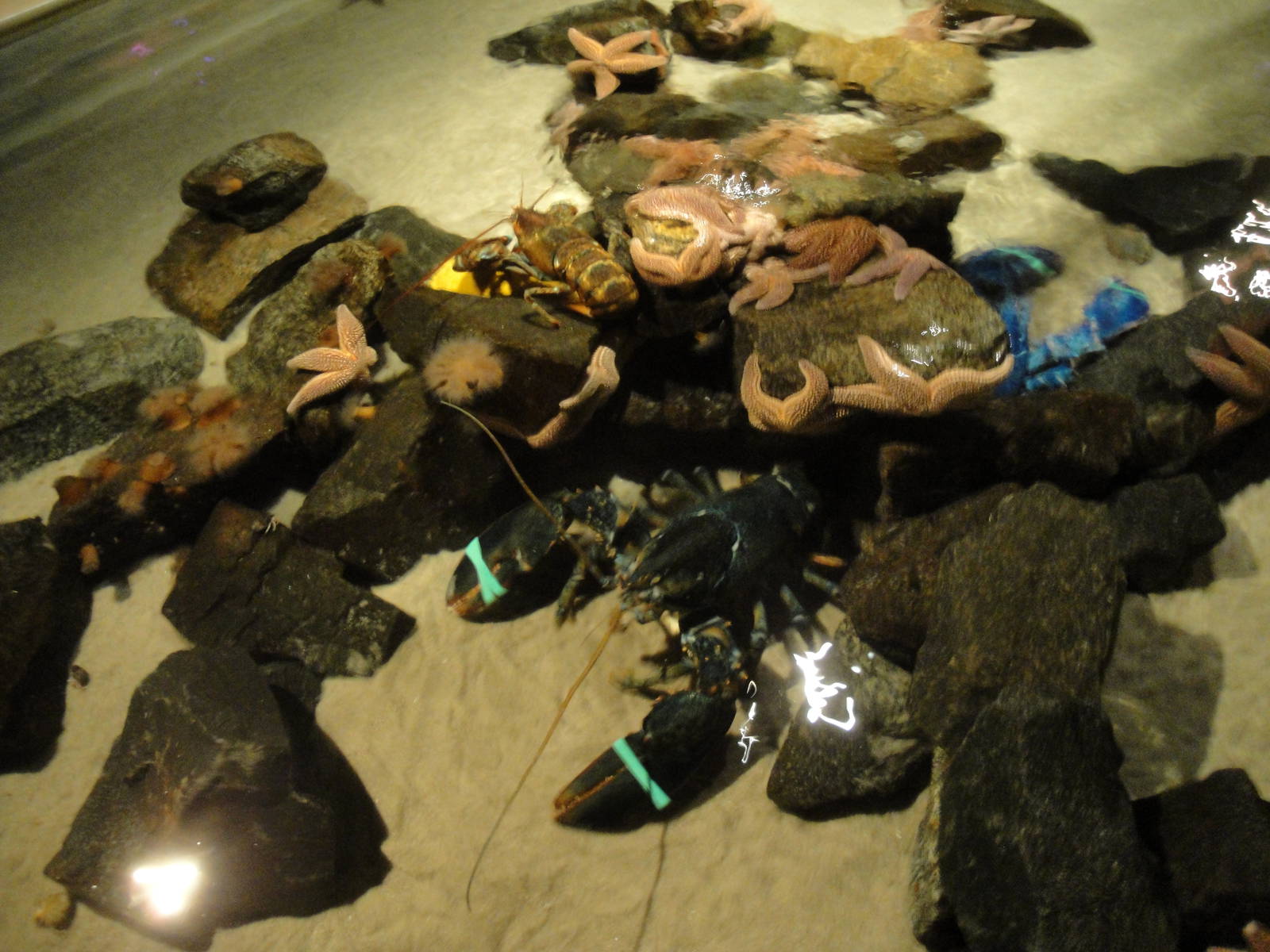 Northern Atlantic Touch Tank