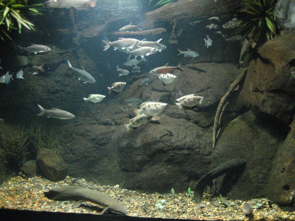 Northern Australian River exhibit