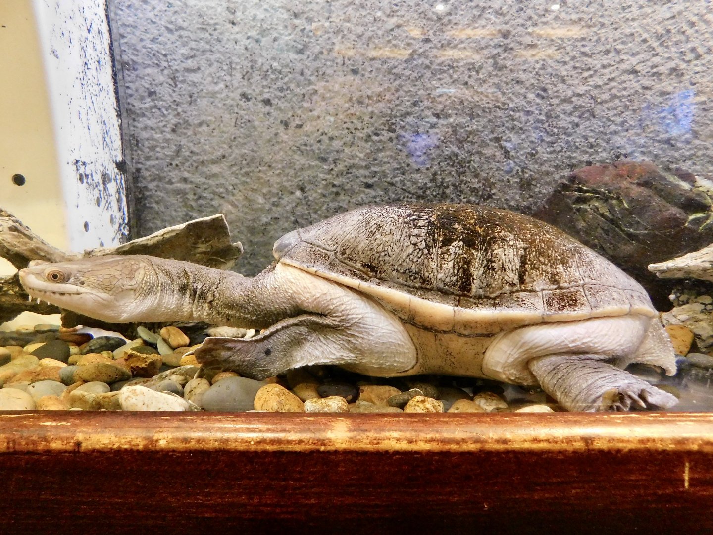 Northern Australian Snake-Necked Turtle (Chelodina siebenrocki) - Itabashi Botanical Garden September 27, 2025