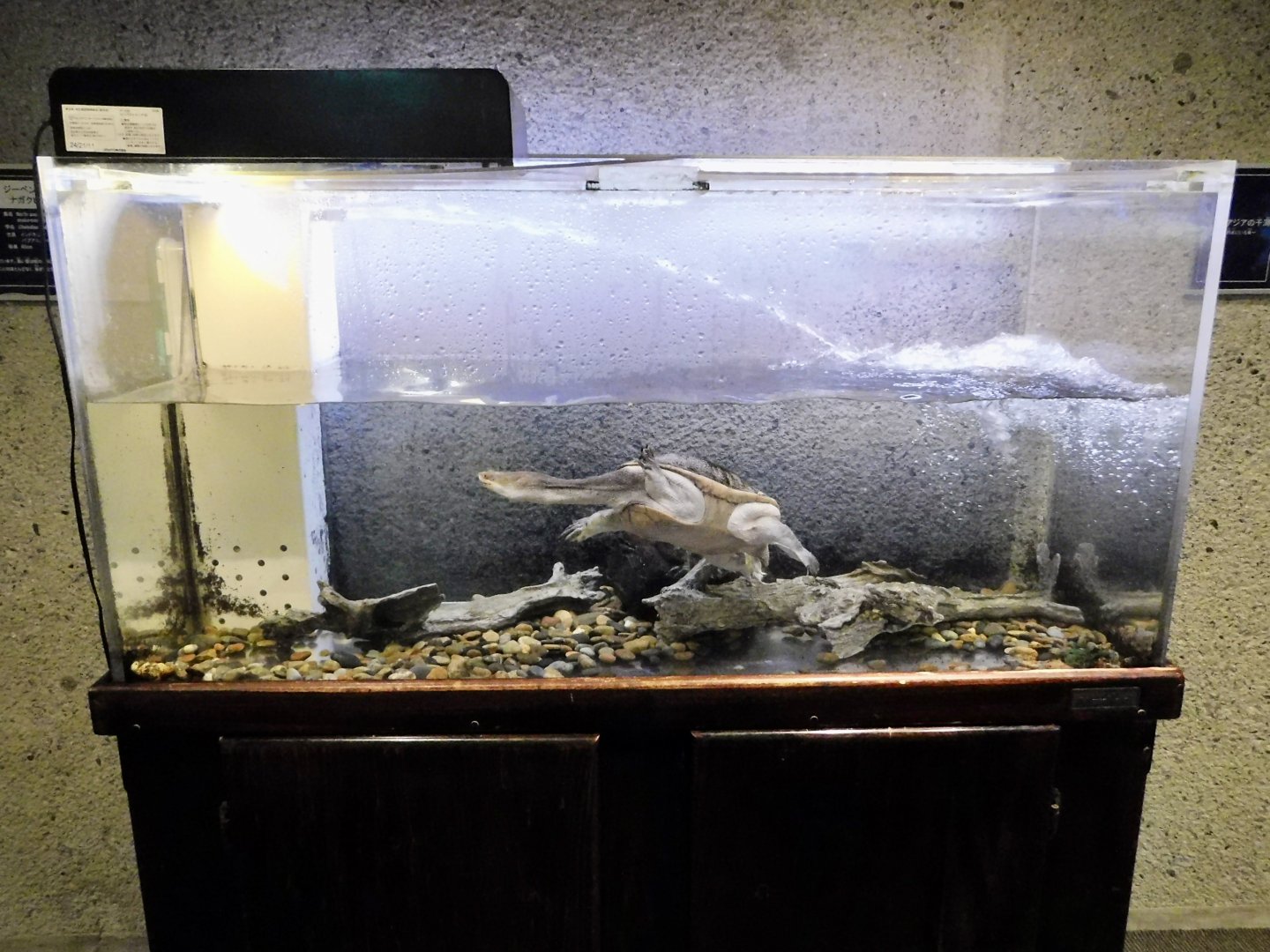 Northern Australian Snake-Necked Turtle Tank - Itabashi Botanical Garden September 27, 2025