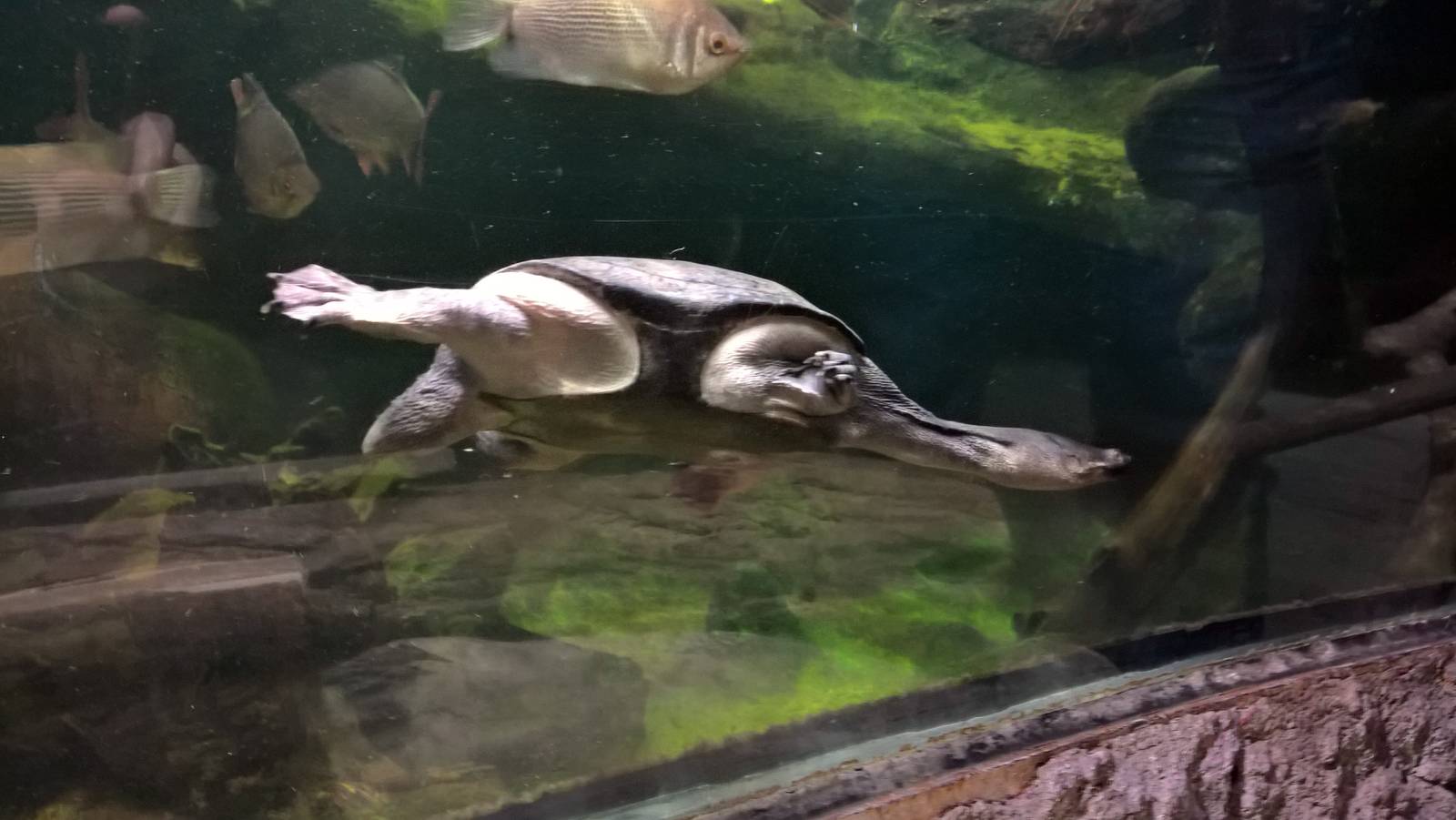 Northern Australian snake-necked turtle