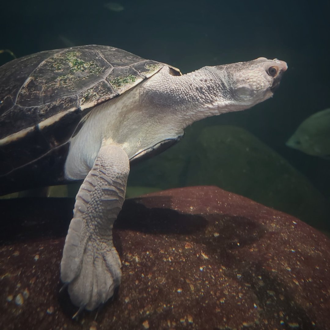 Northern Australian Snapping Turtle (Elseya dentata)