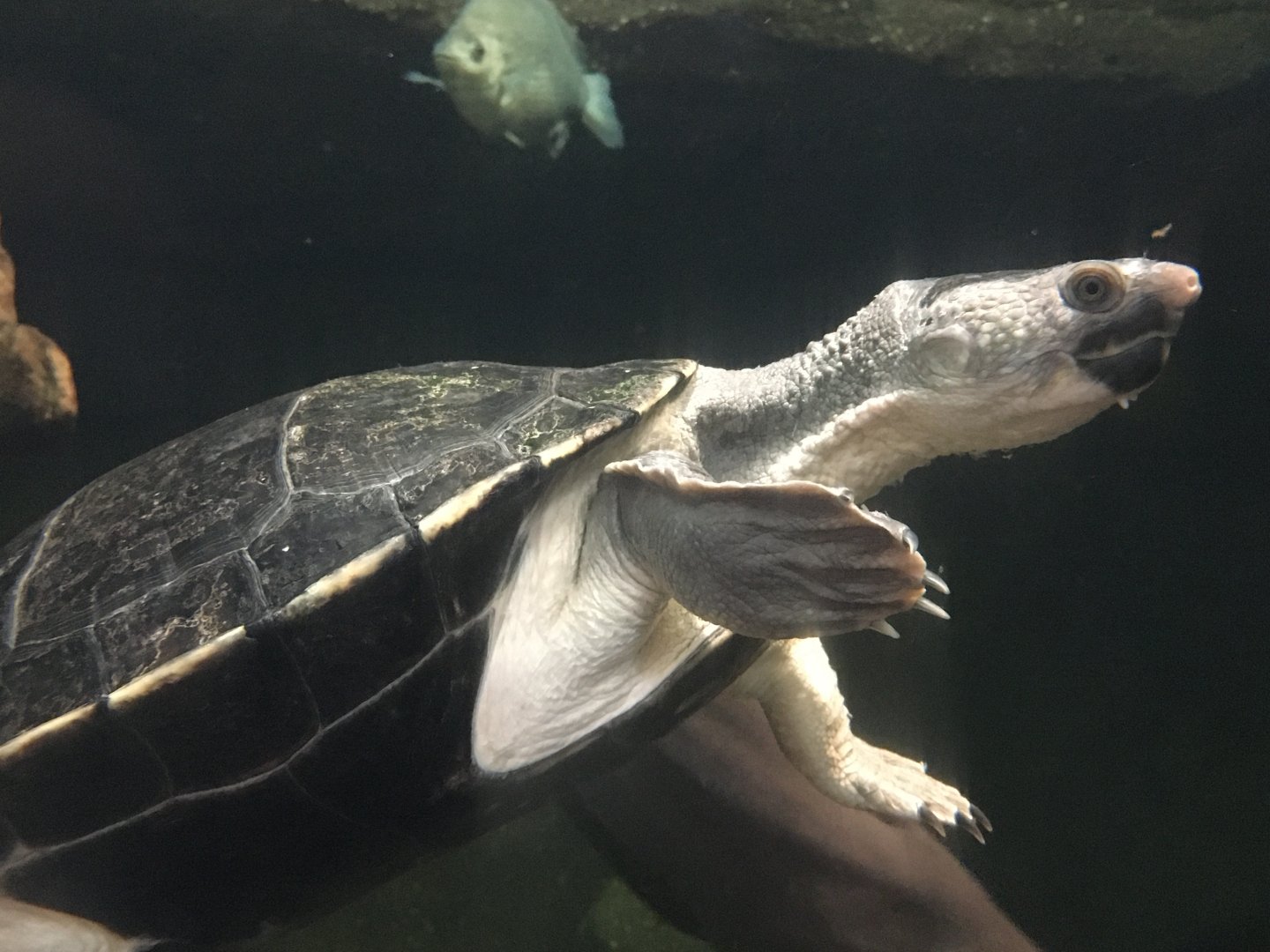 Northern Australian Snapping Turtle (Myuchelys latisternum)