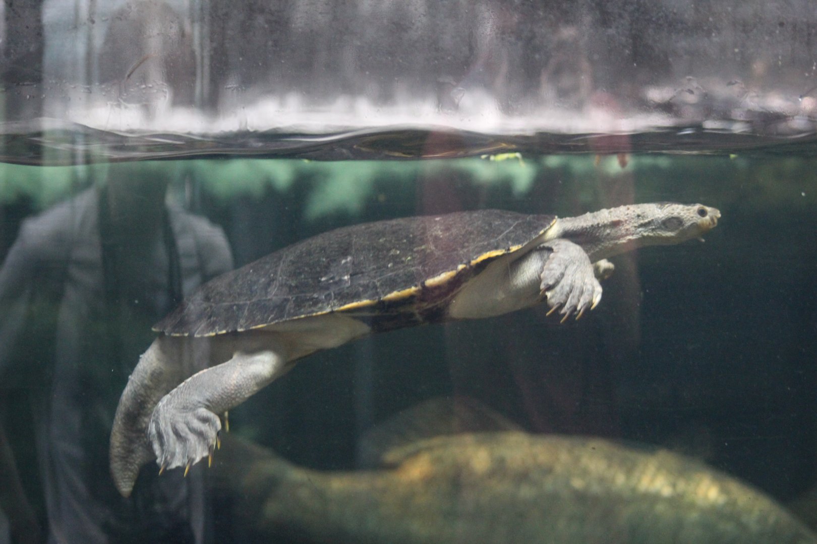 Northern Australian Snapping Turtle