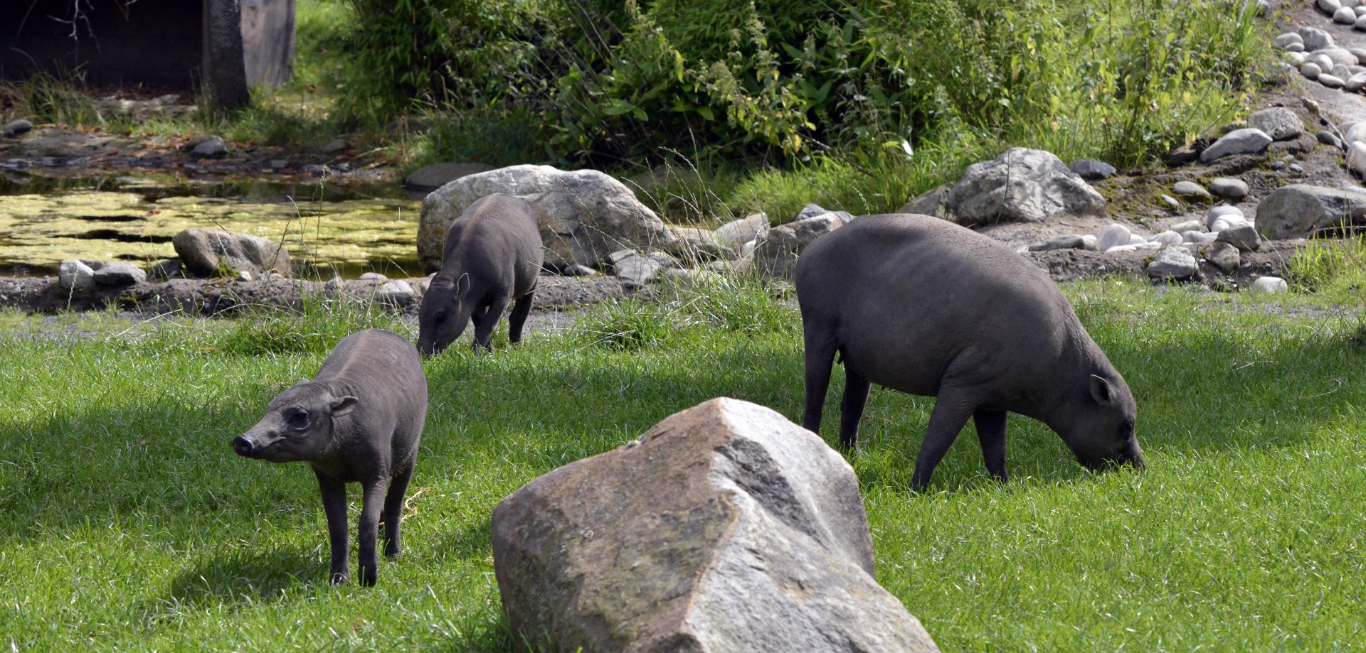 Northern babirusa family