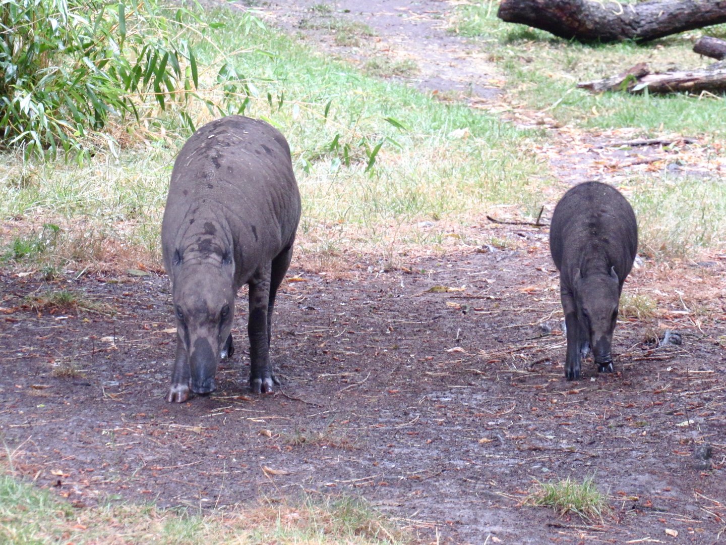 Northern Babirusa