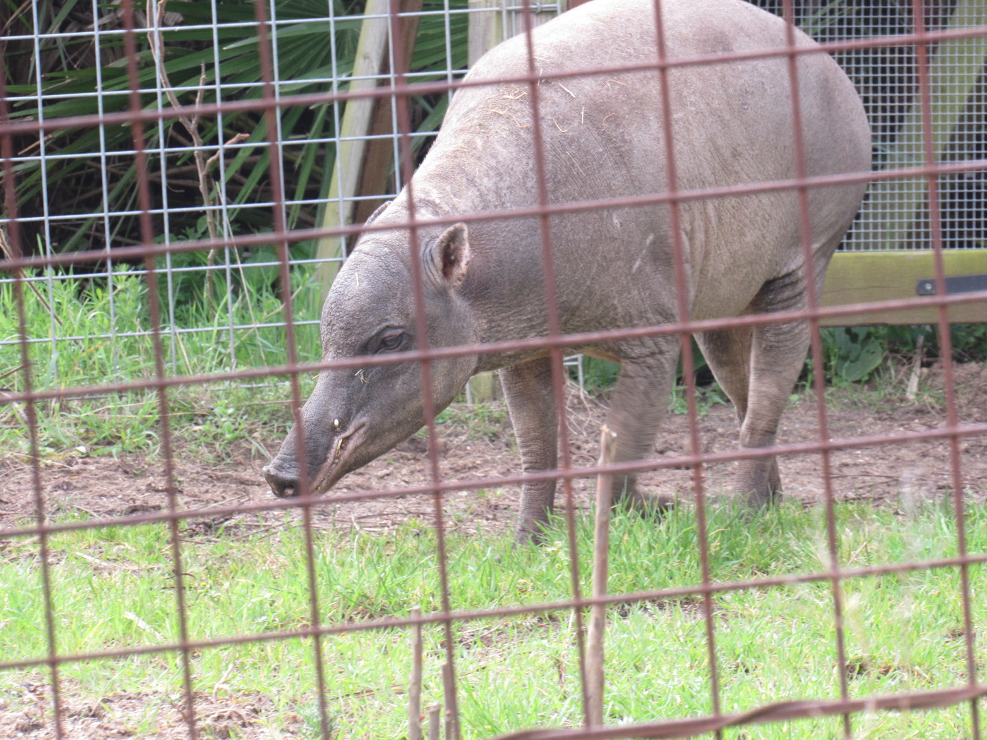 Northern Babirusa