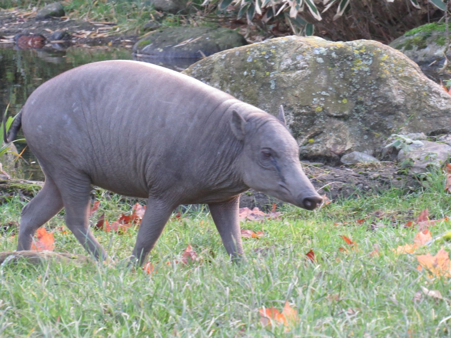 Northern babirusa
