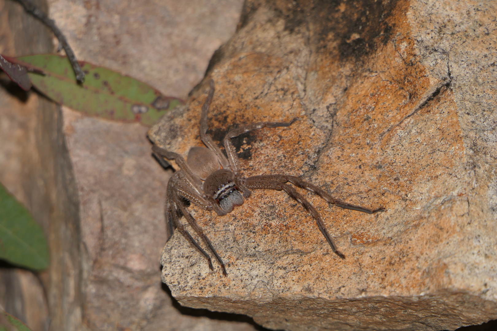 Northern Badge Huntsman (Neosparassus salacius)
