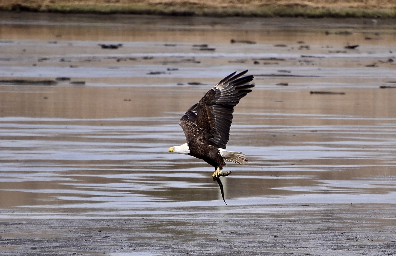 Northern Bald Eagle (Haliaeetus leucocephalus washingtoniensis) capturing an American Eel (Anguilla rostrata)